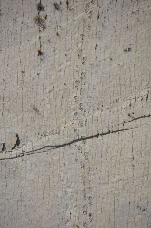 Pegadas de dinossauros em Sucre - Bolívia